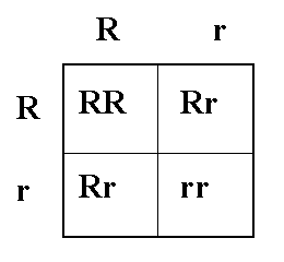 Image result for punnett square